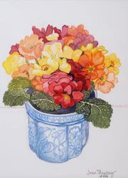 The Multicoloured Primrose 2011